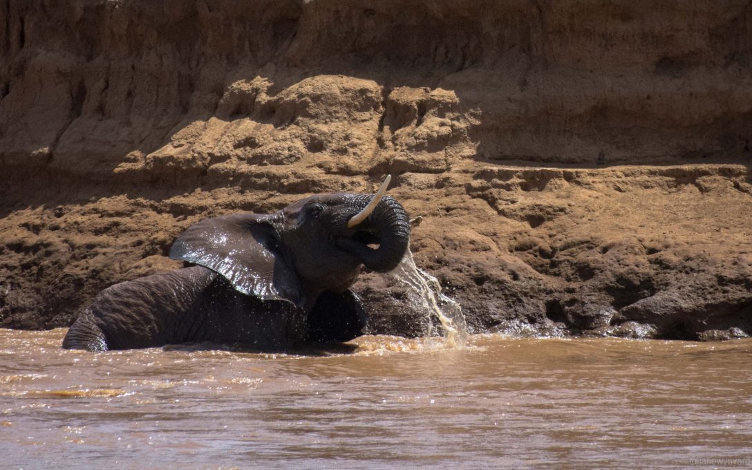 elephant-in-the-river-3