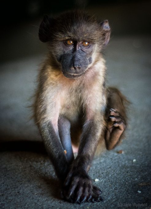 Cute baby baboon